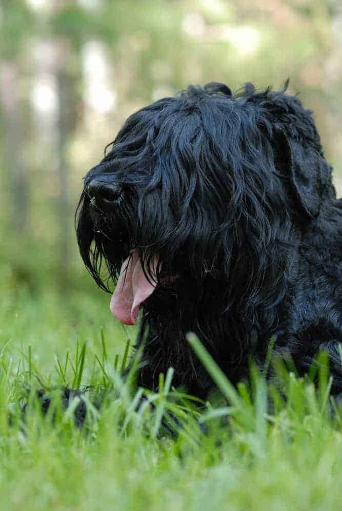 are black russian terrier good with kids