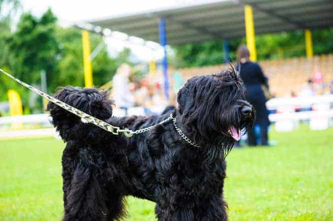 Photo of Briard Collie at Dog Show