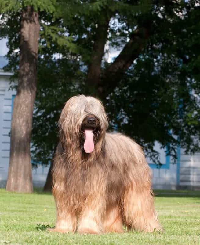 Photo of Briard Collie Outside