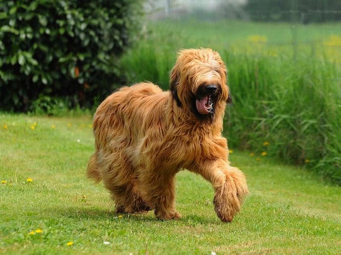 Photo of Briard Collie Running Outdoors