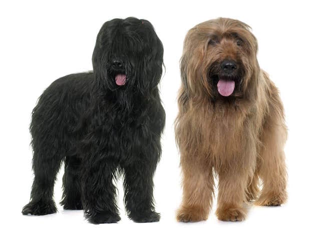 Photo of Two Briard Collie 