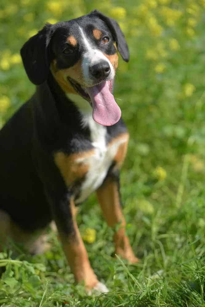 Photo of Entlebucher Mountain Dog | Dog Temperament