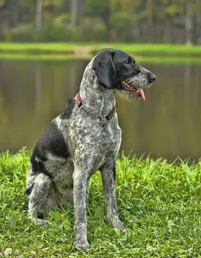 Photo of German Wirehaired Pointers  Looking To Left Outdoors