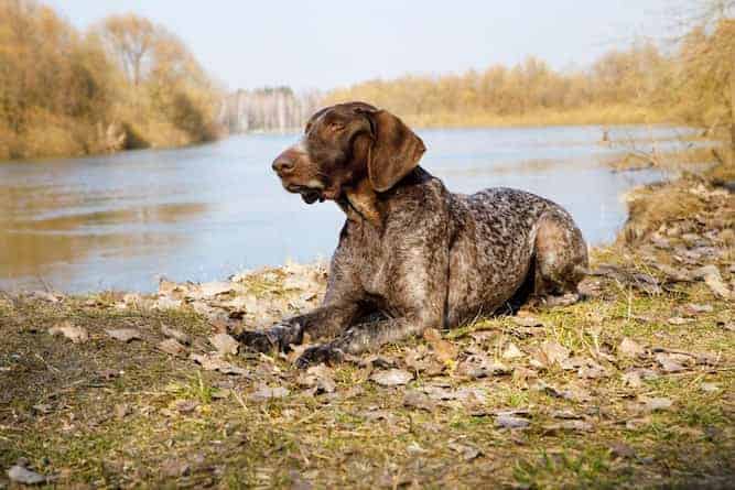 Photo of German Wirehaired Pointer  Laying In Front Of Lake