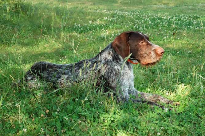 Photo of German Wirehaired Pointer  Laying In Grass