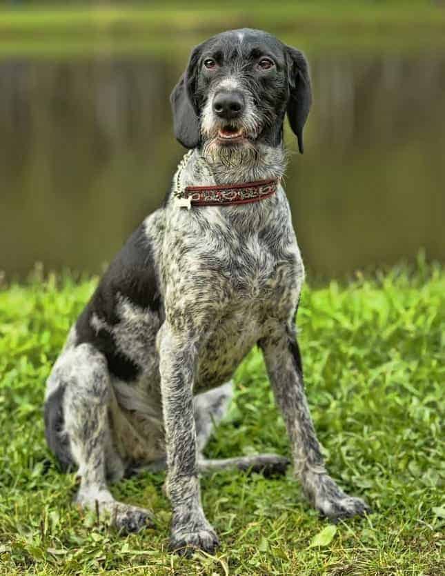 Photo of German Wirehaired Pointer Sitting In Grass Portrait