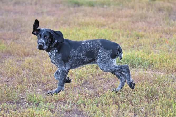 Photo of German Wirehaired Running
