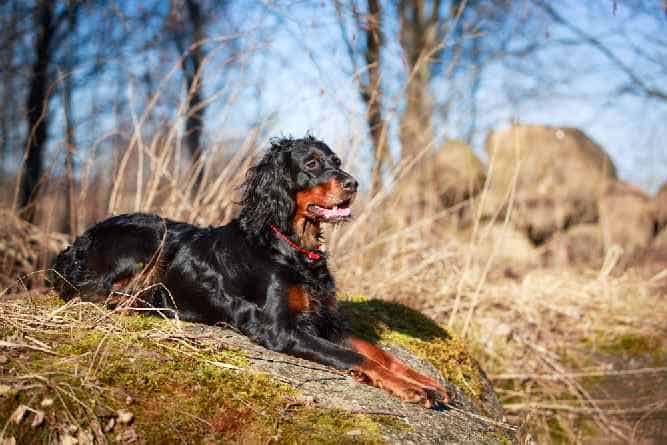 Photo of Gordon Setter in woods  | Dog Temperament