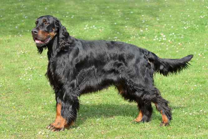 Photo of Gordon Setter well groomed  | Dog Temperament