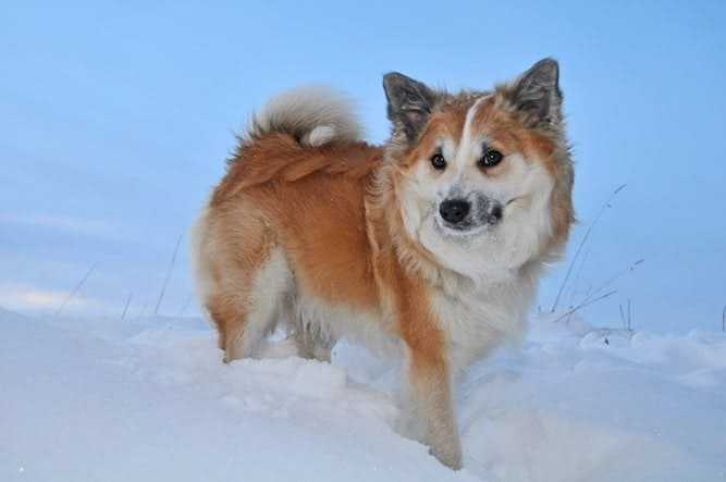 Photo of Icelandic Sheepdog in Snow | | Dog Temperament