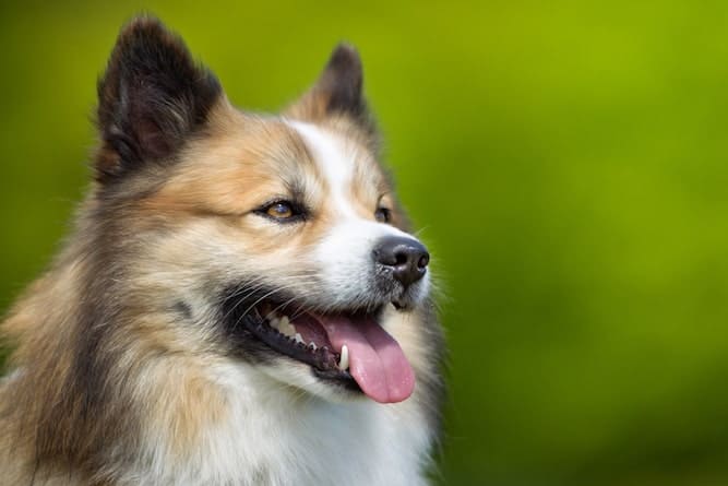 Photo of Icelandic Sheepdog | Dog Temperament