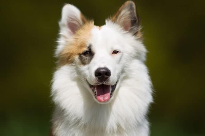 Portrait of Icelandic Sheepdog