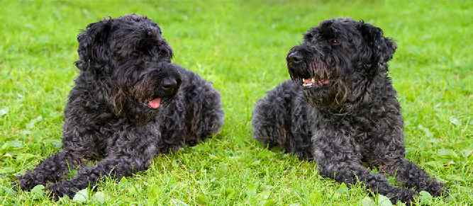 Photo of Kerry Blue Terriers side by side on lawn | Dog Temperament 