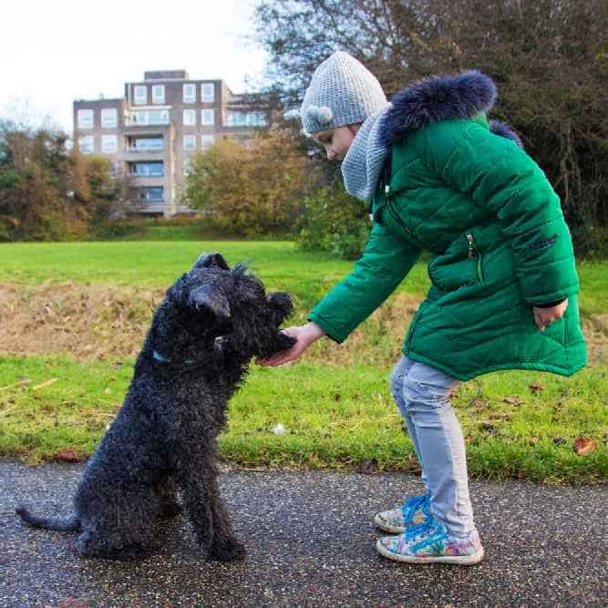 Photo of a girl petting a Kerry Blue Terriers | Dog Temperament 