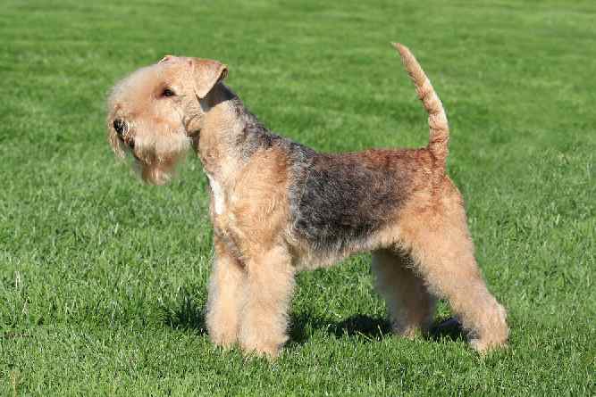 Photo of Lakeland Terrier in Park | Dog Temperament 