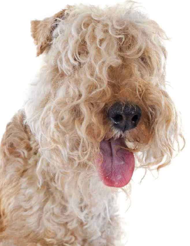 Photo of Lakeland Terrier Portrait