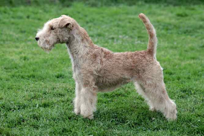 Photo of an alert Lakeland Terrier | Dog Temperament 