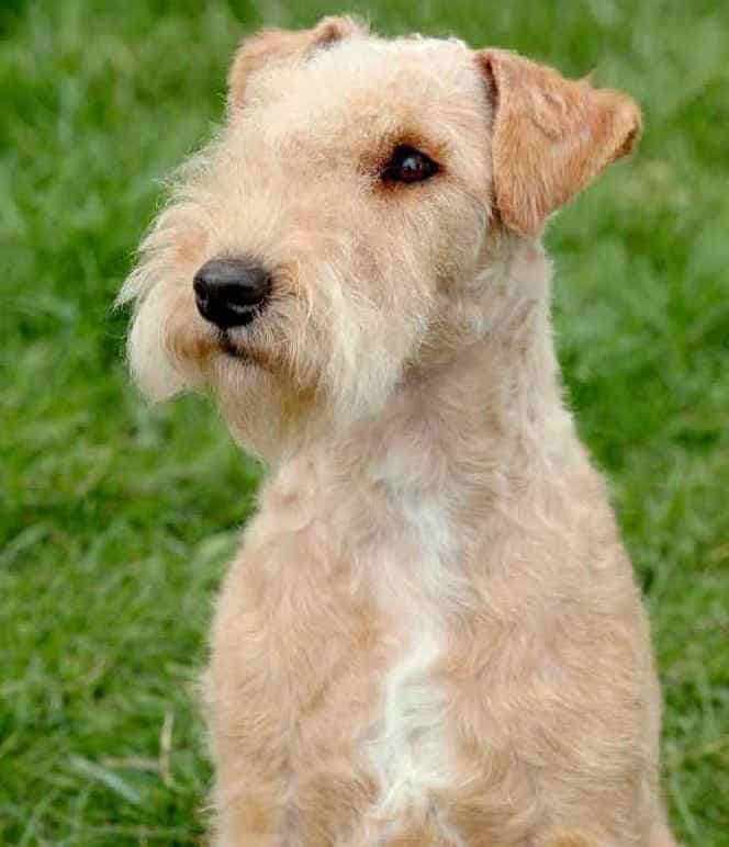 red lakeland terrier puppies