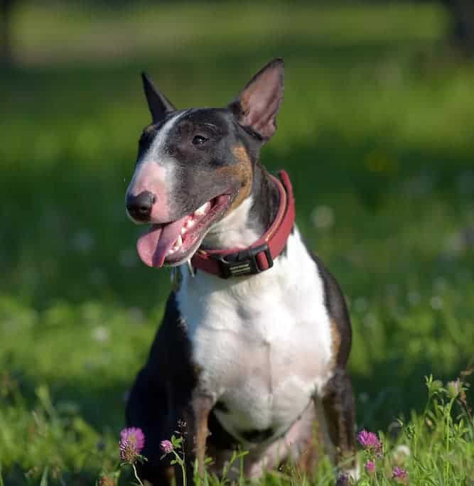Photo of a Sweet-tempered Miniature Bull Terrier| Dpg Temperament