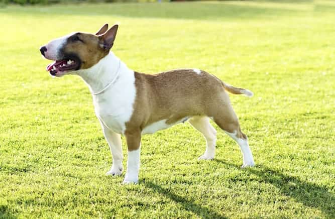 Photo of Trainable Miniature Bull Terrier in Park | Dog Temperament