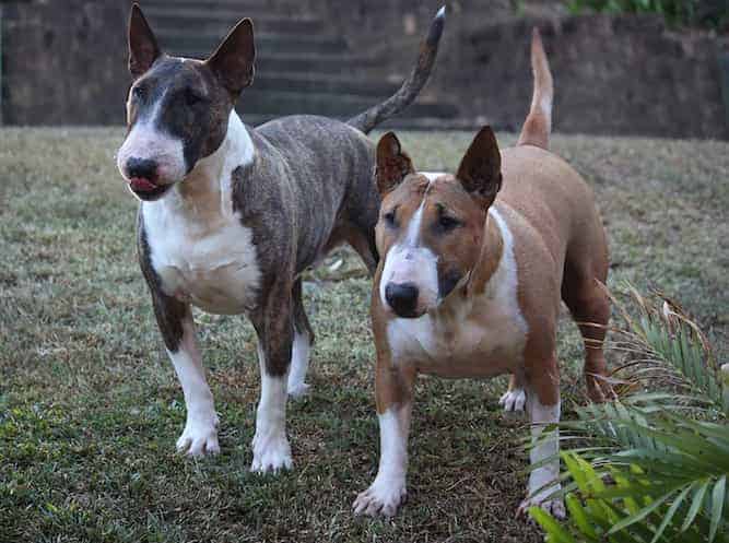 Photo of Two Miniature Bull Terriers | Protective Dog Temperament