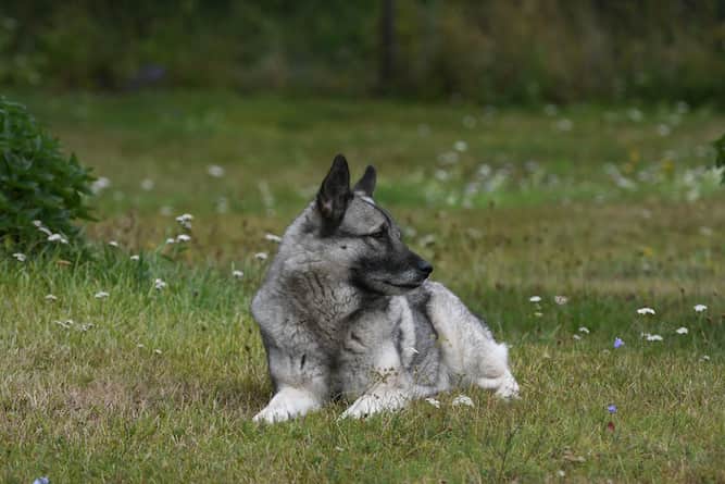 Photo of Norwegian Elkhound Lying in the park | Dog Temperament