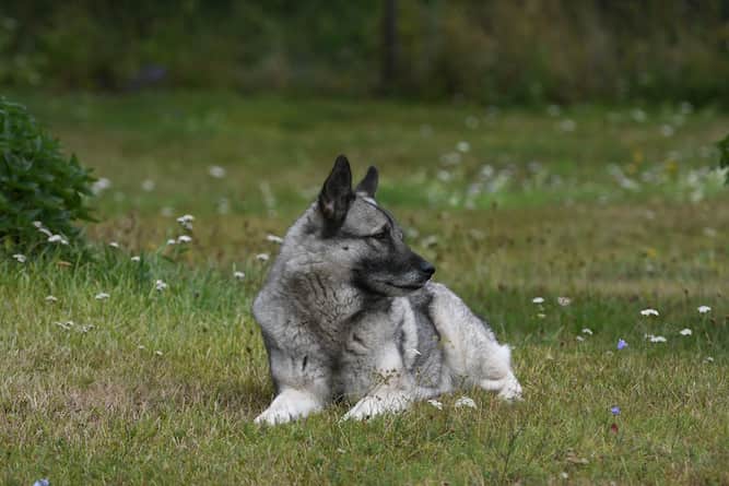 are black norwegian elkhound aggressive