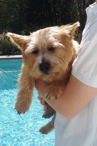 Photo of Norwich Terrier