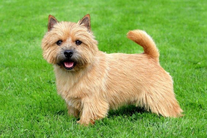 are norwich terriers jealous