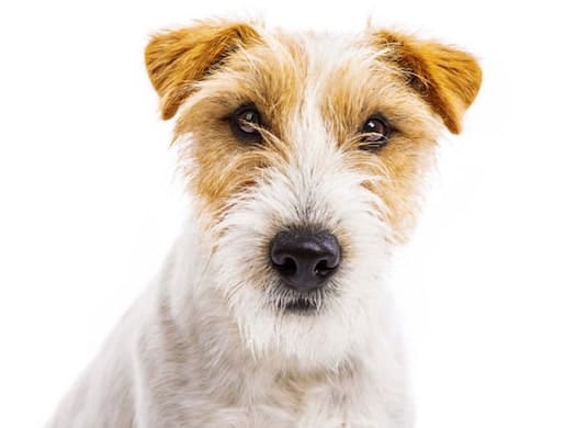 Photo of Parson Russel Terrier