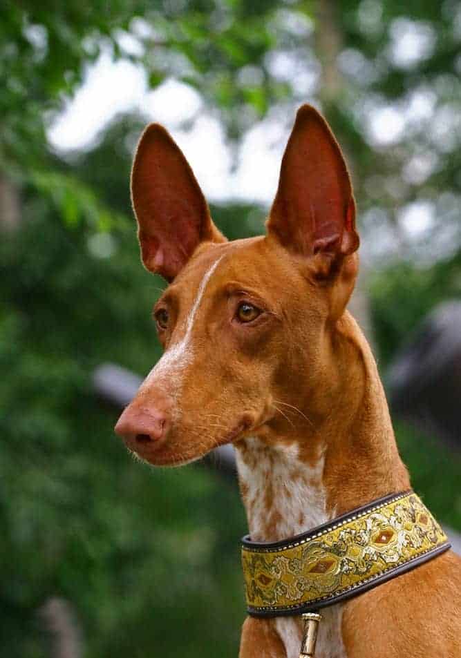 Portrait of Intelligent Pharaoh Hound | Dog Temperament