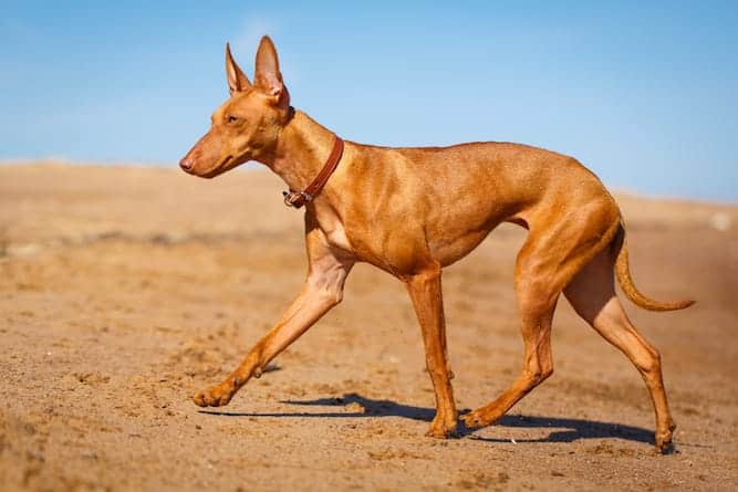 Photo of Lively Pharaoh Hound Running | Dog Temperament