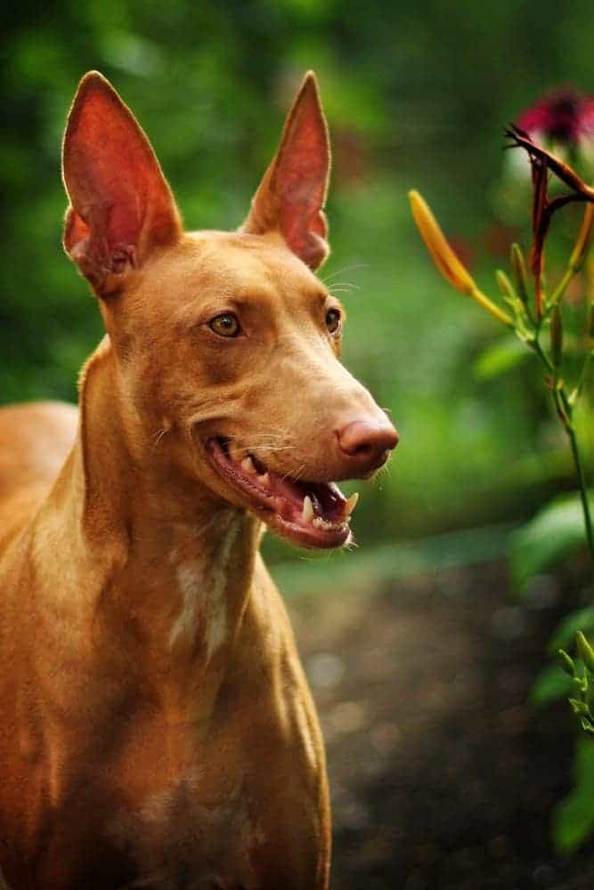 Photo of Pharaoh Hound Outside | Dog Temperament