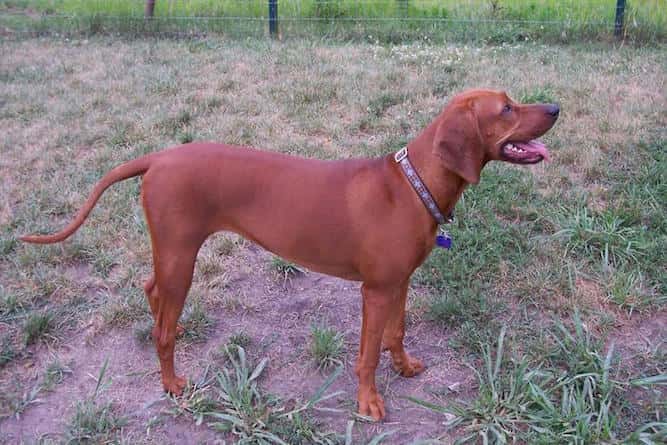 Photo of Friendly Redbone Coonhound in Backyard | Dog Temperament