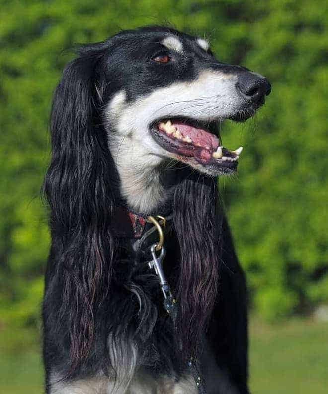 Photo of Saluki Dog Outdoor | DogTemperament