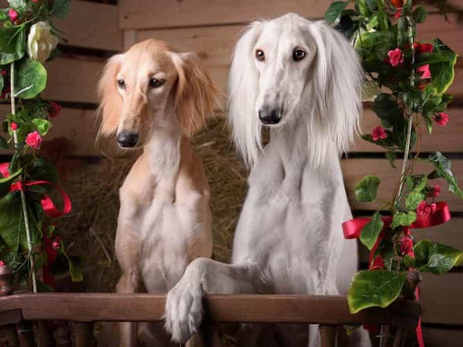 Photo of Two Salukis | DogTemperament