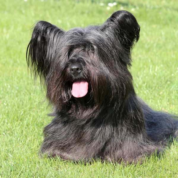 Photo of Happy Skye Terriers on Lawn| Dog Temperament
