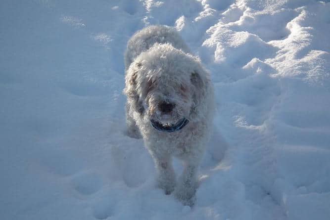 Photo of Spanish Water Dog in Snow