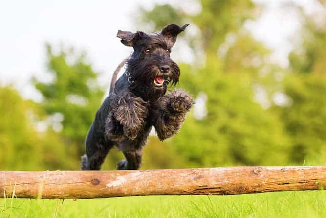 Photo of a Black Standard Schnauzer Leaping Over A Bar | Lively Dog Temperament