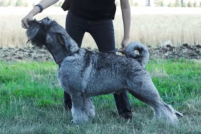 Photo of a Standard Schnauzer Receiving a Treat From His Trainer | Trainable Dog Temperament
