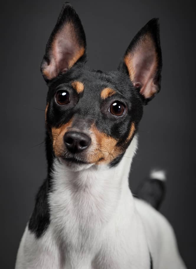 Photo of Toy Fox Terrier Portrait | DogTemperament