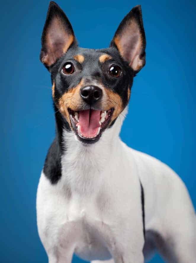 Photo of Toy Fox Terrier Standing Portrait| DogTemperament