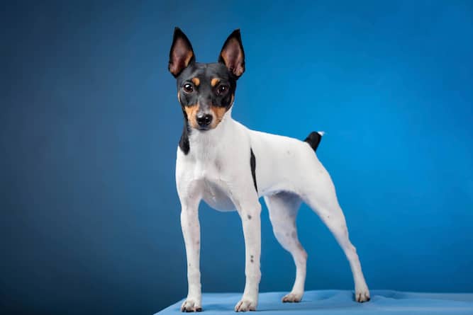 Photo of Toy Fox Terriers Full Body Standing| DogTemperament