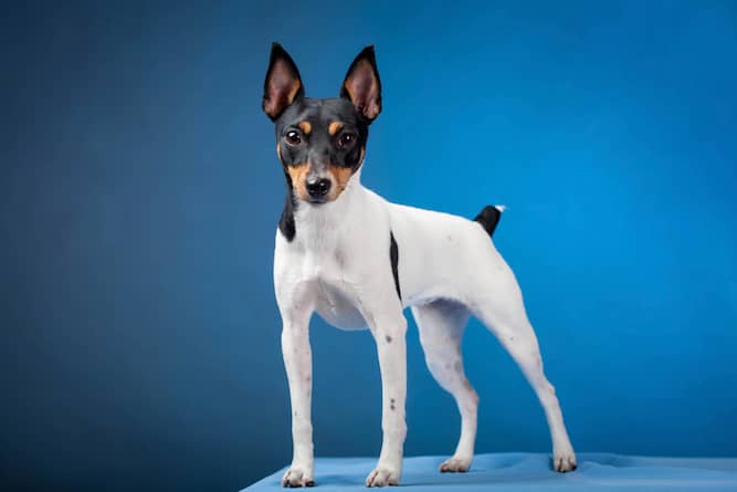 do toy fox terriers have docked tails