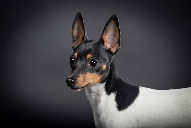 Photo of Toy Fox Terrier Side Portrait| DogTemperament