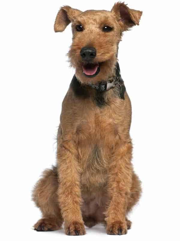 Photo of Welsh Terrier |Dog Temperament
