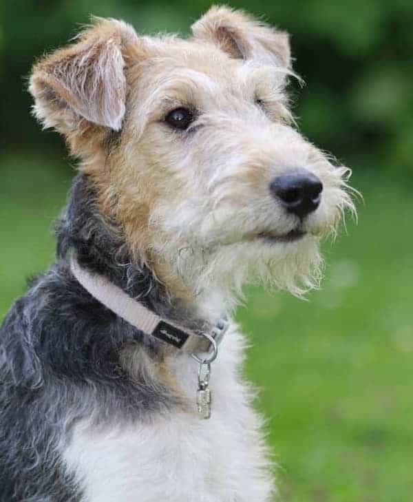 Portrait of Wire Fox Terrier | Dog Temperament