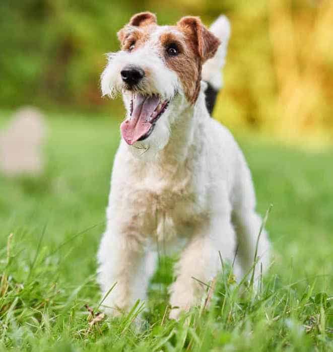 Photo of Wire Fox Terrier Outdoor on Lawn | Dog Temperament