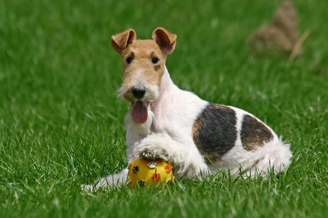 Photo of Wire Fox Terrier With Ball | Dog Temperament