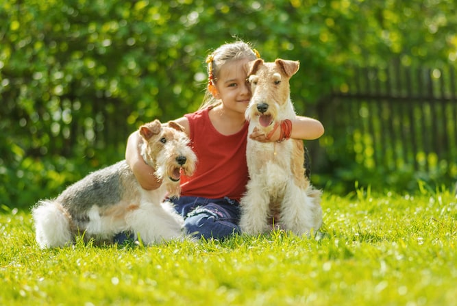 Photo of Two Wire Fox Terriers | Dog Temperament